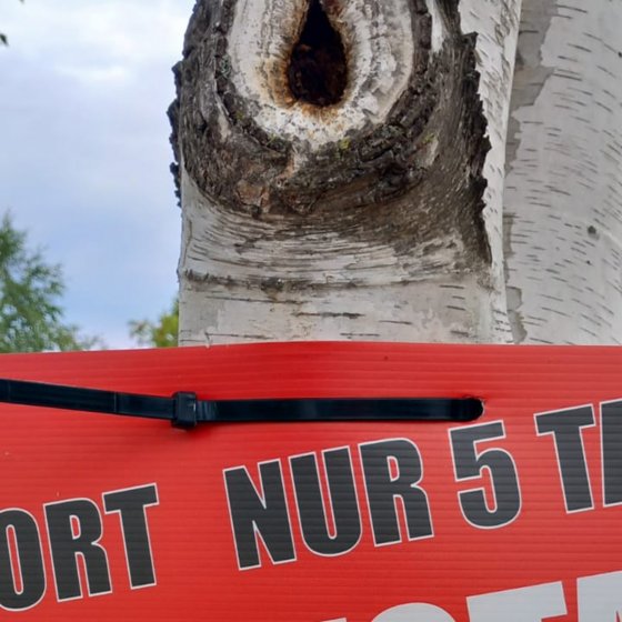 Kabelbinder für Plakatbefestigung 1 m Ideal für Straßenlampen, Bäume und Zäune