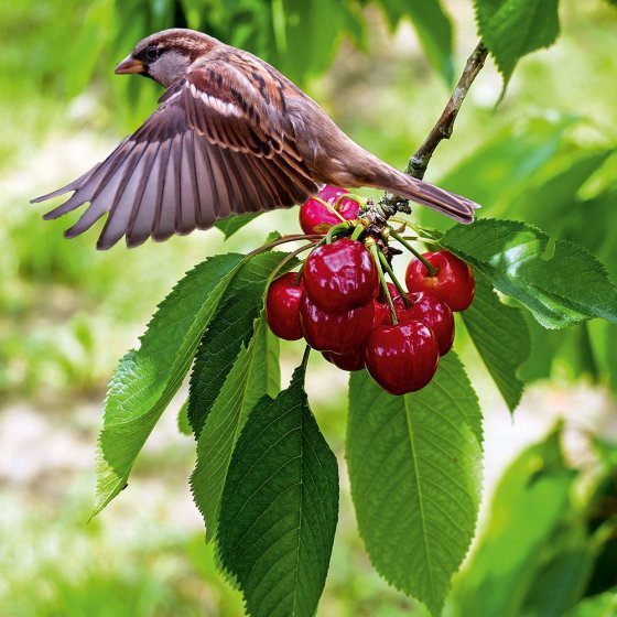 Solar-Vogelscheuche "Dual"