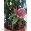 Wasserspender Blumentopf Nessa 2er-Set - 4