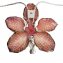 Orchideen-Collier - 4