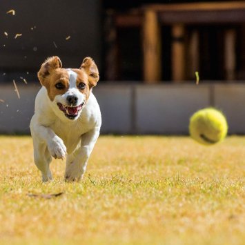 Mini-Tennisbälle Für Hunde – 15 Stück, 5,1 Cm, Aus Naturkautschuk, Für Ballwerfer, Bunte Farben