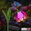 Solarlampe Blume Soley - 5