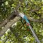 Gardena combisystem Gartensäge 300 PP Astsäge mit geschränkter Zahnung - 5