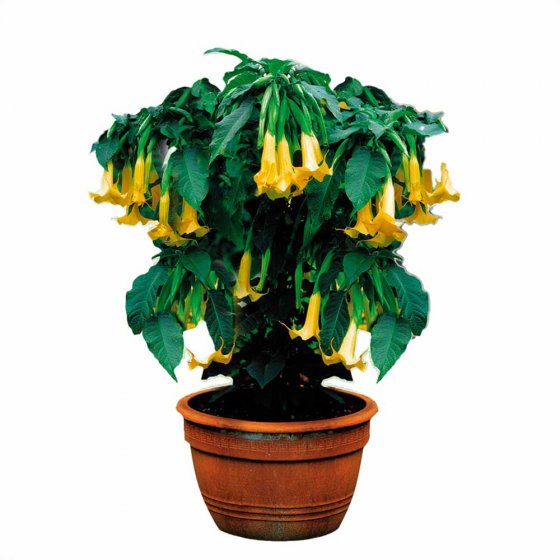 Schnellwuchs-Dünger Granulat 1kg 