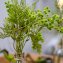 Kunstpflanze Gräser in Vase Flora - 6