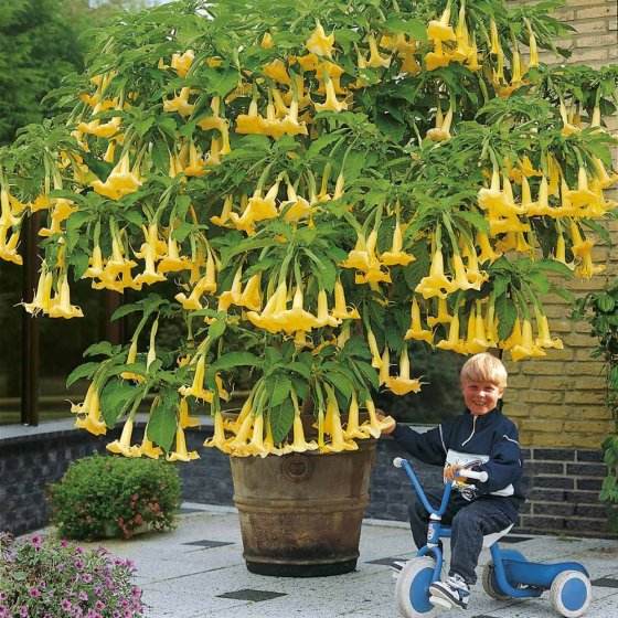 Schnellwuchs-Dünger Granulat 1kg 