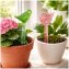 Wasserspender Blumentopf Nessa 2er-Set - 7