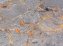 Premium WC-Sitz Mod. Grey Marble mit Relief, aus antibakteriellem Duroplast - 7