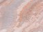 Premium WC-Sitz Mod. Canyon mit Relief, aus antibakteriellem Duroplast - 7