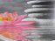 WC-Sitz Mod. Water Lily mit Relief, aus bruchstabilem Thermoplast - 7